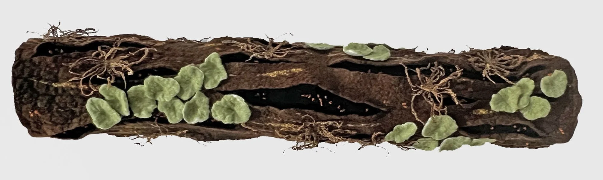 "Epiphytes 2"  2024,  wool roving, embroidery thread (31 x 7 x 7")