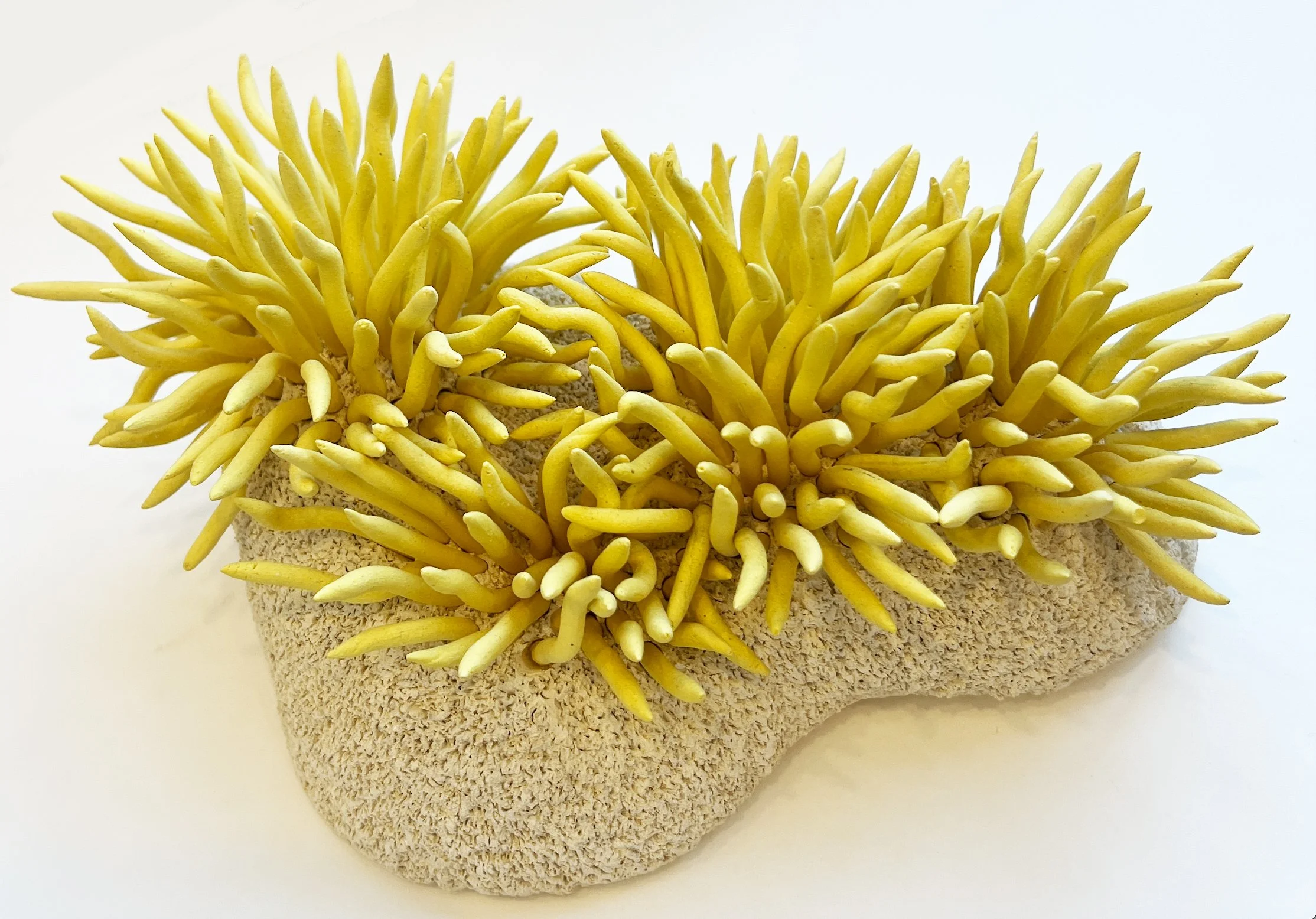 "Coral Reminder 42" 2023, clay (4 x 9 x 6")