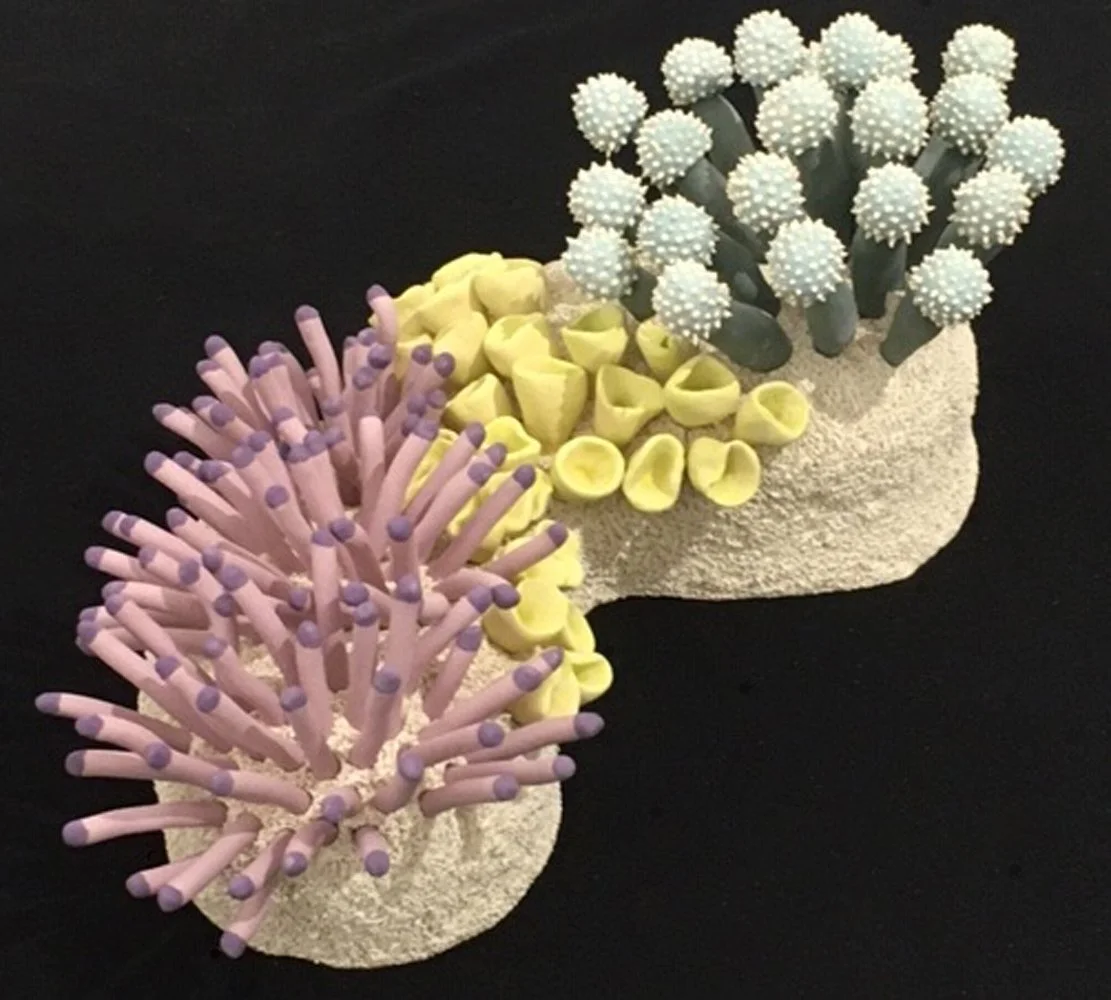 "Coral Reminders 29" 2020, clay, mason stains, matte underglazes (5 x 8 x 14")