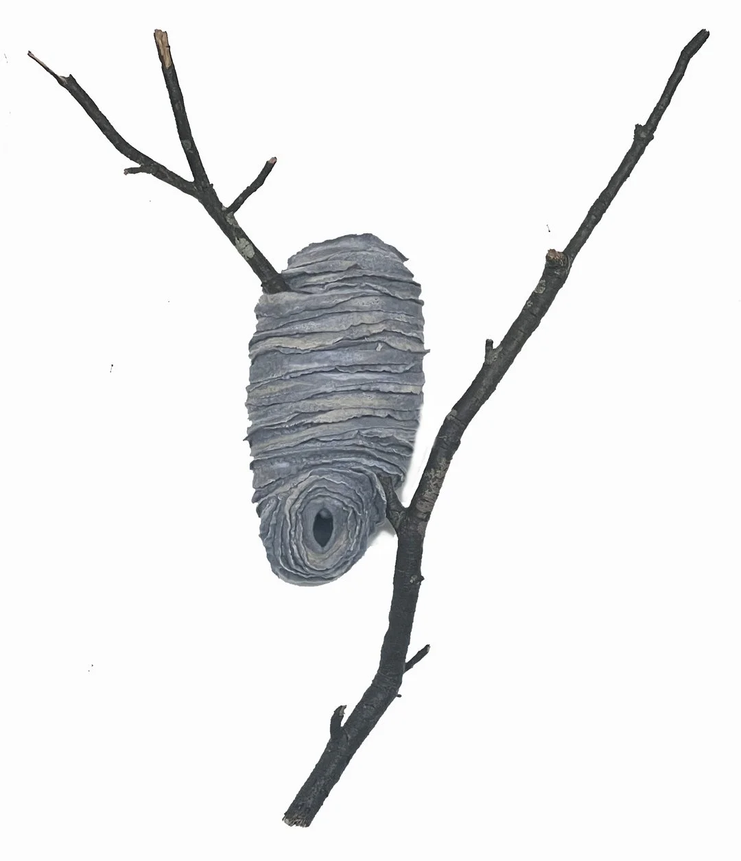 "Paper Wasp Nest" 2025, wool roving, tree branch (46 x 27 x 6")