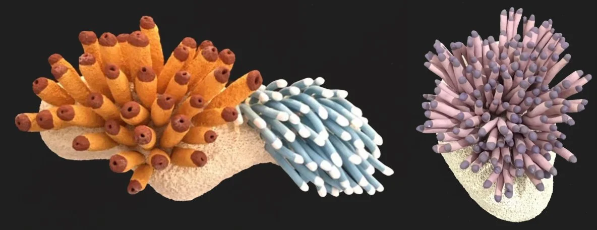 "Coral Reminder 9" (5 x 12 x 5"); "Coral Reminder 38" (5 x 8 x  7"). Both pieces: 2021, clay, mason stains, underglazes