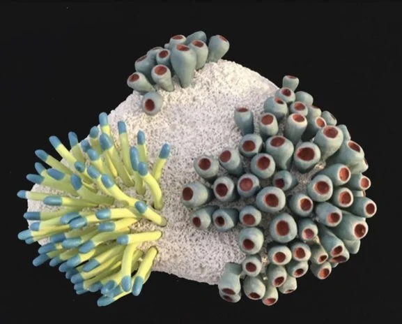 "Coral Reminders 2" 2020, clay, mason stains, matte underglazes (4 x 12 x 9") 