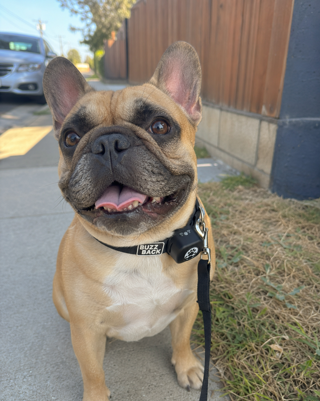 A happy French Bulldog with a smiling face, wearing a black collar with a tag labeled 'BUZZ BACK', sitting on a sidewalk near a grassy area and wooden fence.