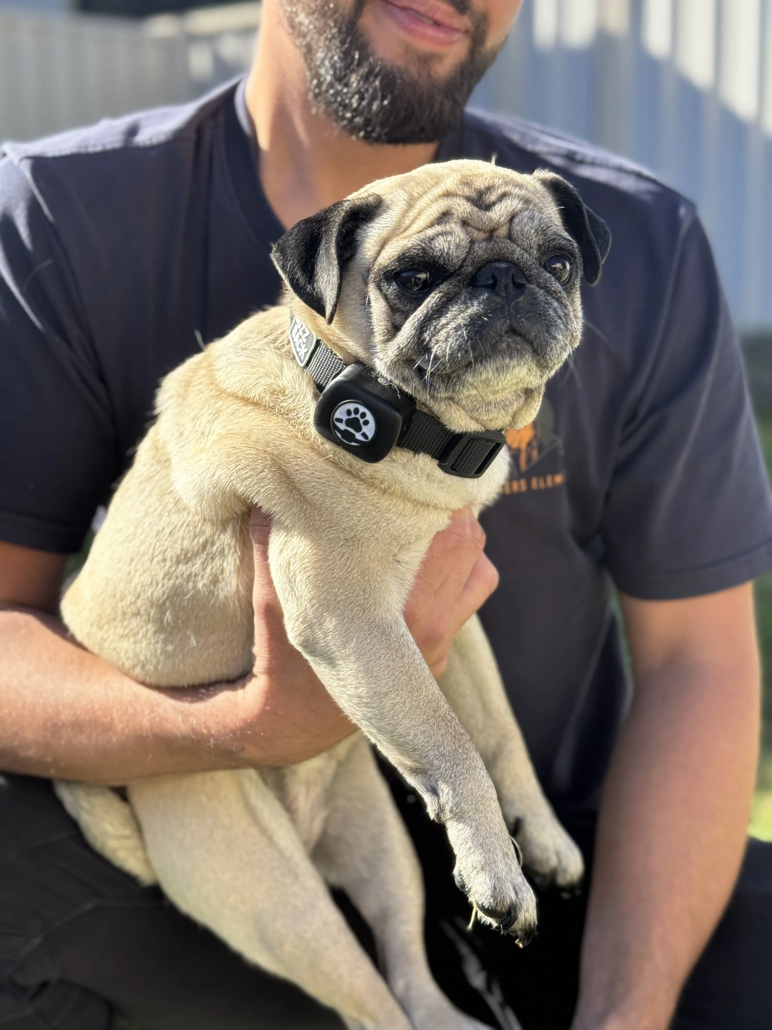 A man holding a light-colored pug puppy outdoors, with a blue sky and a metal fence in the background.