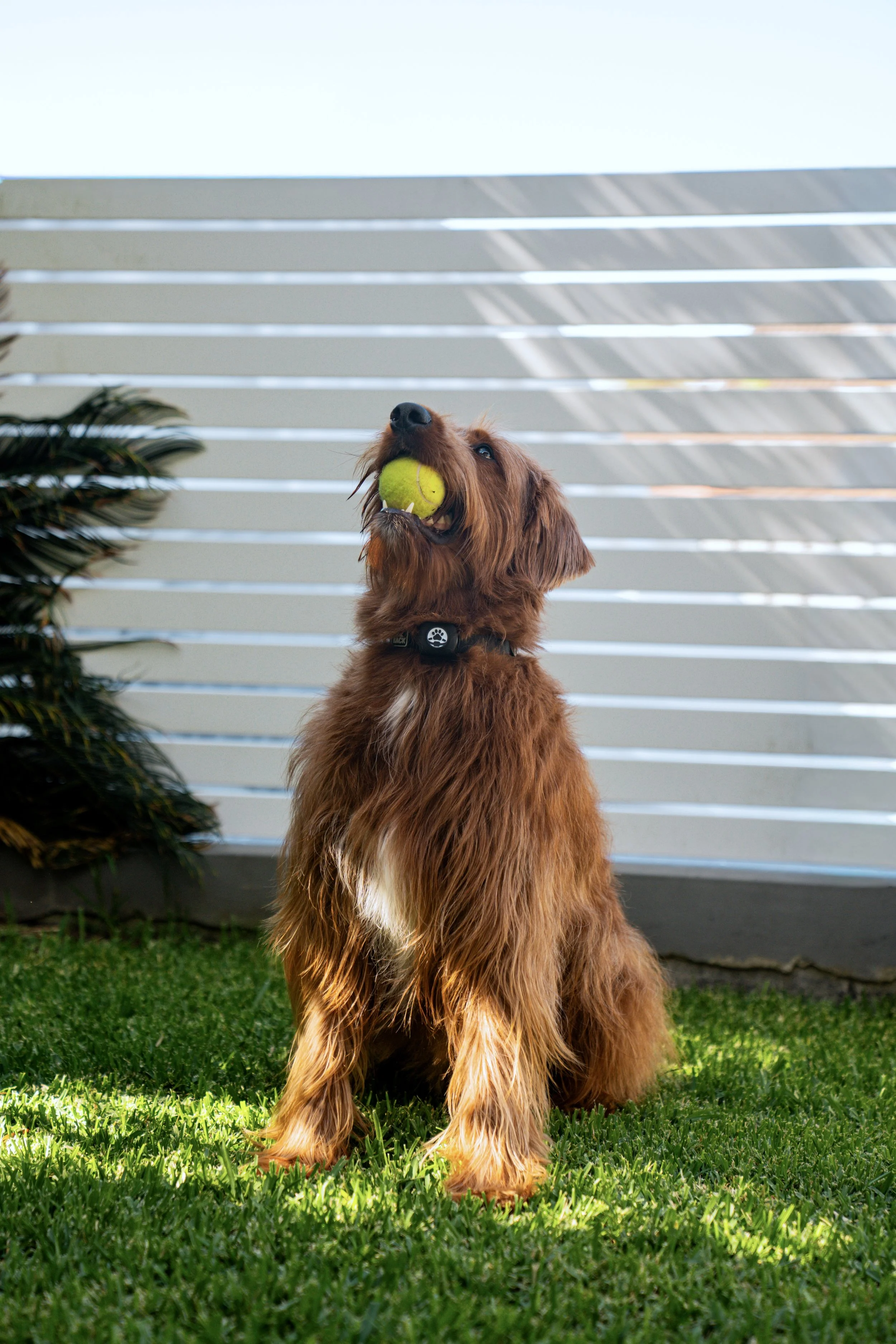 A brown Irish Setter dog sitting on green grass with a tennis ball in its mouth, in front of a modern white fence and palm tree leaves on the left.