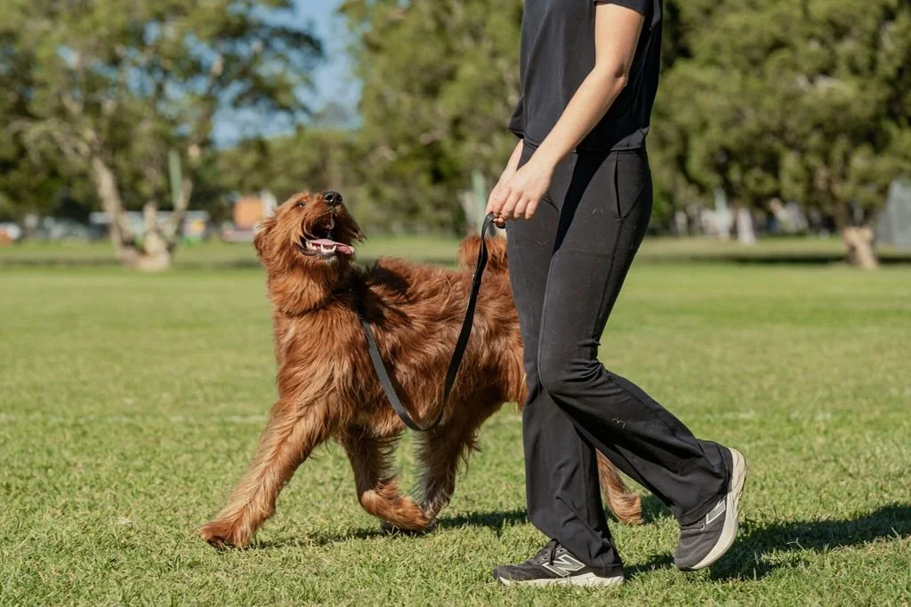 Person walking an Irish Setter dog on a grassy park field with trees in the background.