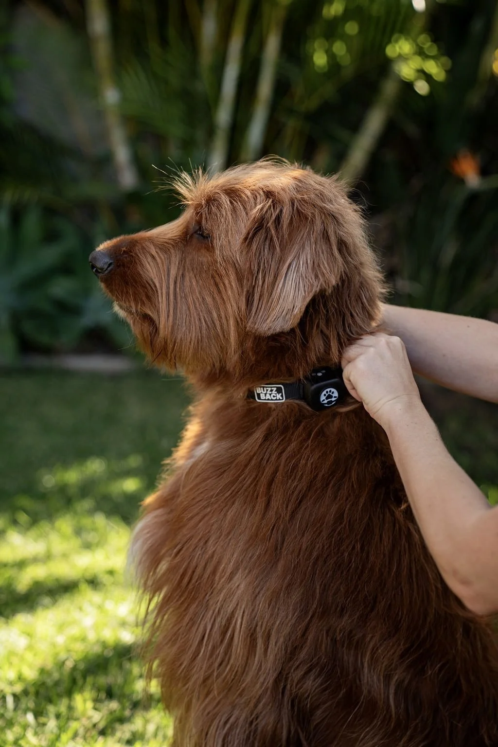 A brown Irish Setter dog being held by a person outdoors, with a lush green background of plants, wearing a black collar labeled "Buzz Back".