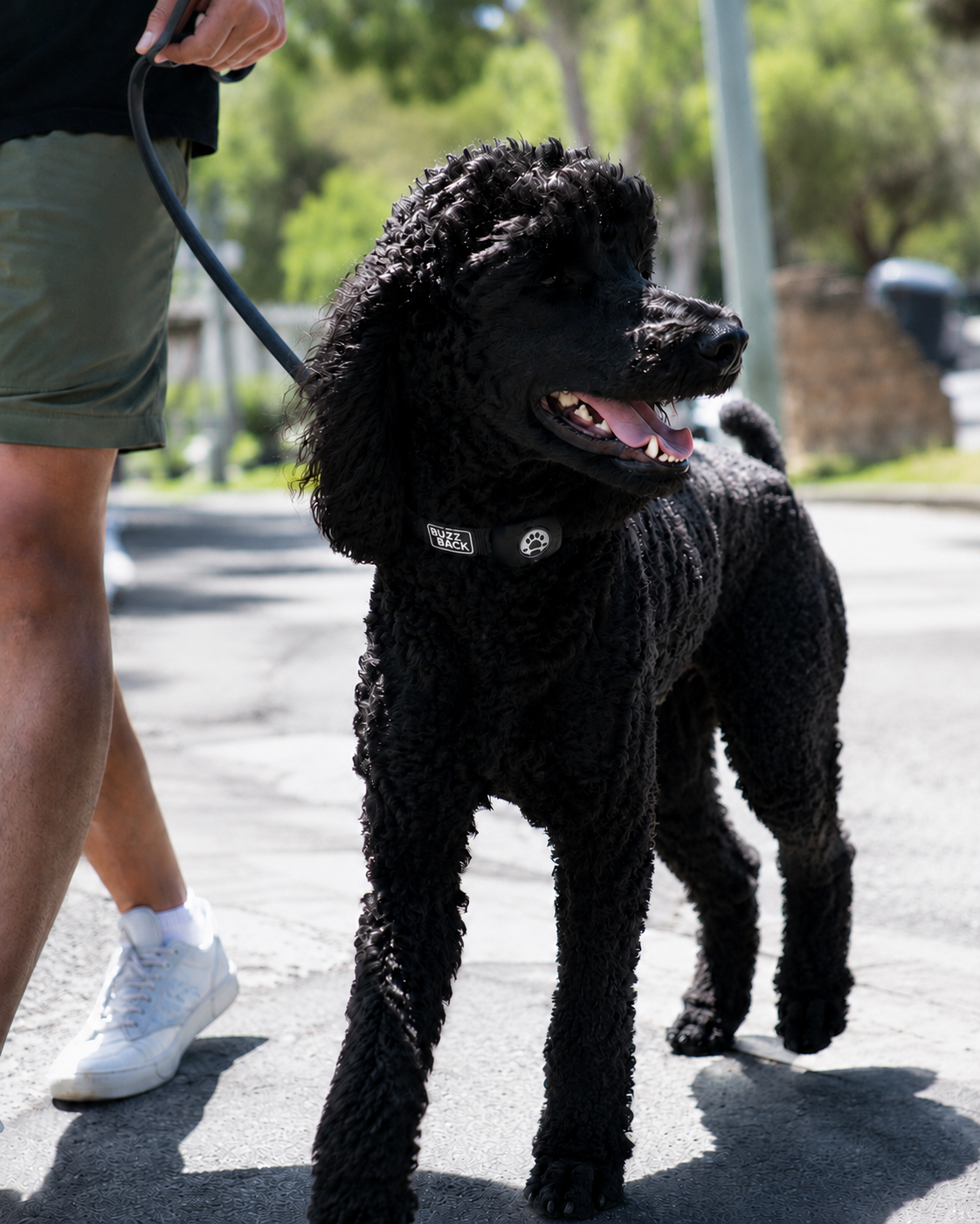A person holding a leash attached to a black poodle with a curly coat, standing outdoors on a sunny day.