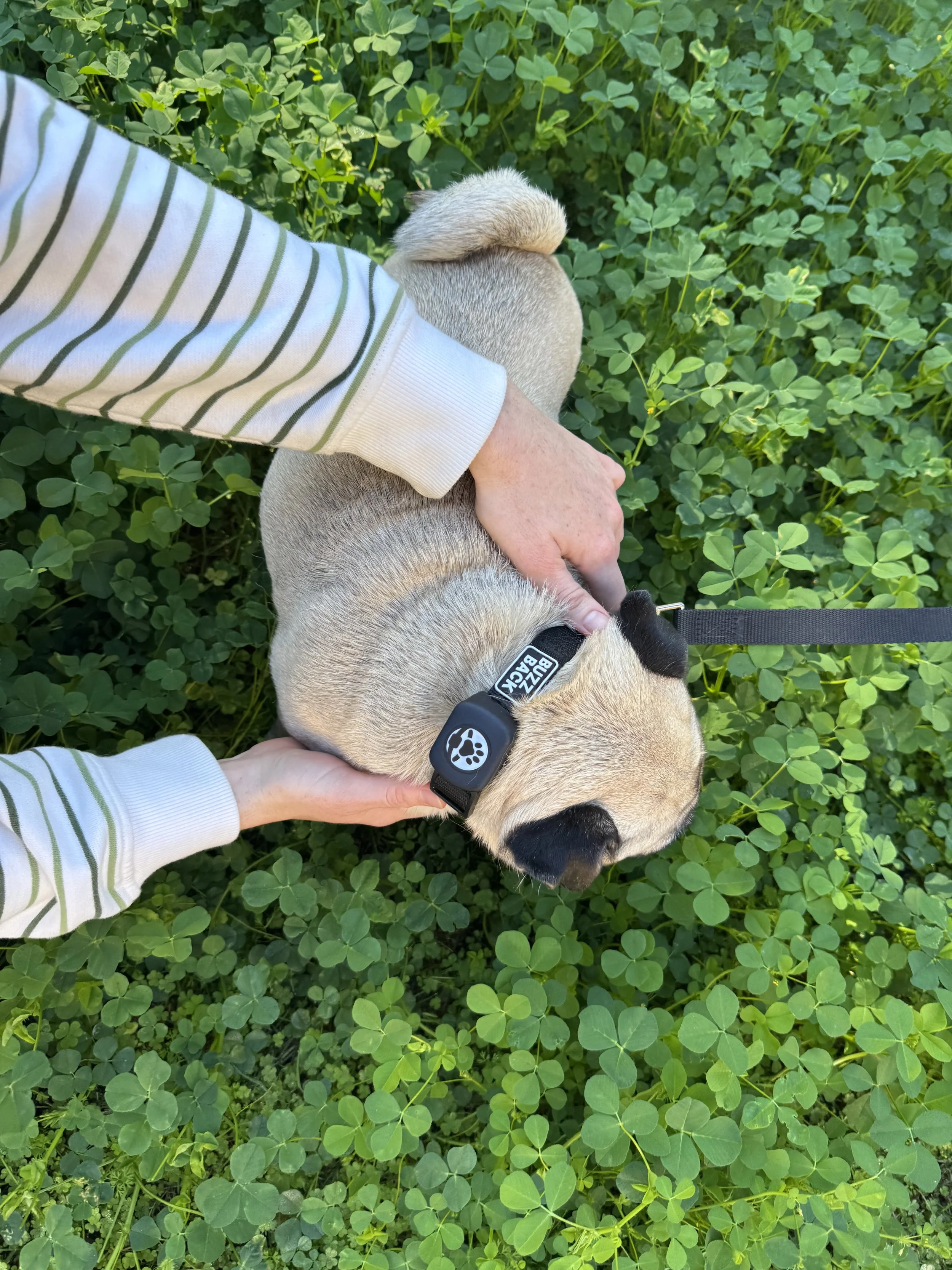 Person petting a small tan and black dog with a black collar in a lush green field of clover.