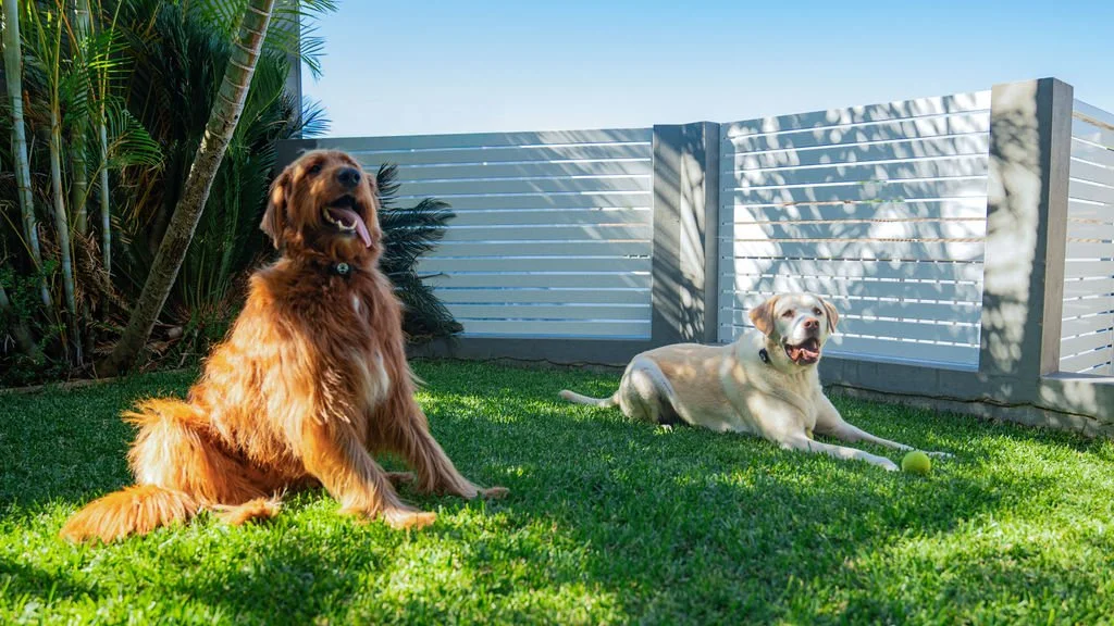 Two dogs in a backyard with a white fence and lush green grass, one sitting and the other lying down with a tennis ball