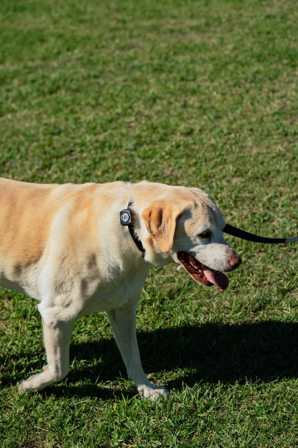 A yellow Labrador Retriever dog walking on grass with a black collar and leash, panting with its tongue out.