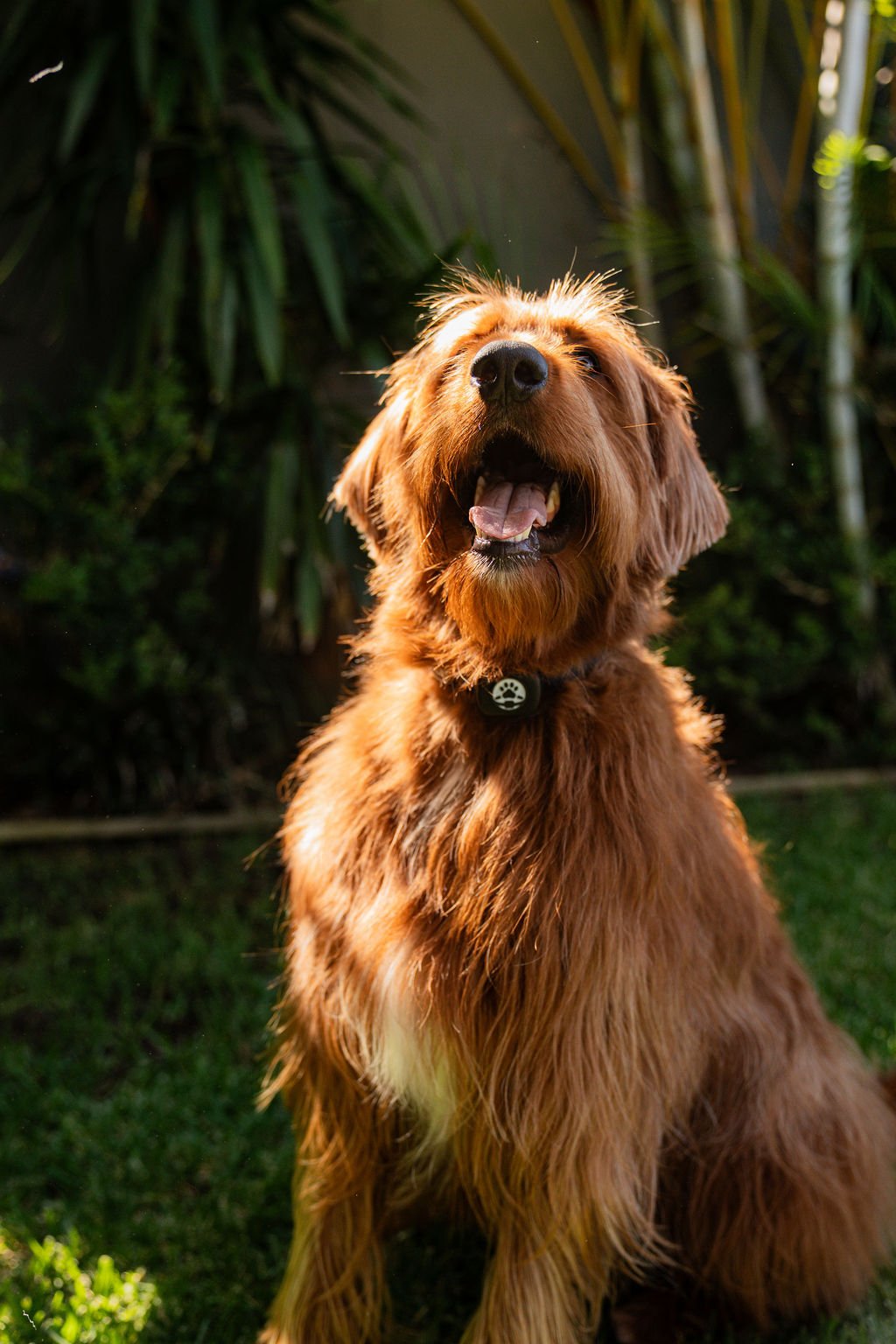 A happy, reddish-brown dog sitting outdoors in front of green foliage with sunlight highlighting its fur.