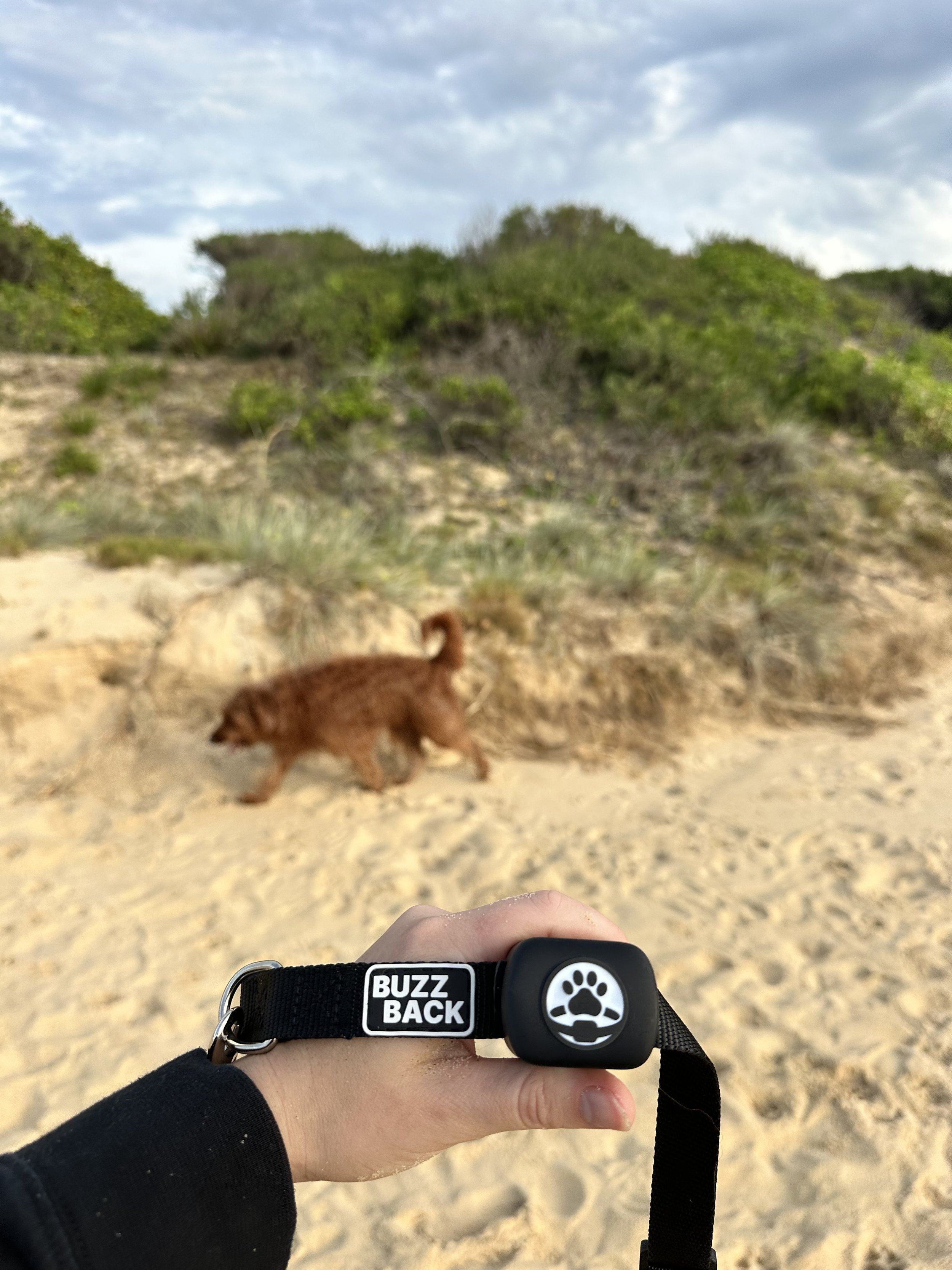 A person holding a black pet collar with a tag that reads 'BUZZ BACK' and a paw print logo, with a sandy beach, green bushes, and a cloudy sky in the background. In the distance, there is a brown animal, possibly a dog, walking along the sand.