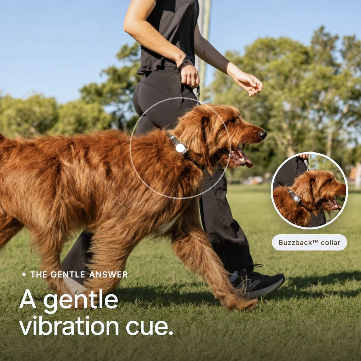 A person walking a golden retriever outdoors with a Buzzback collar. The dog is smiling and walking on grass with trees in the background.