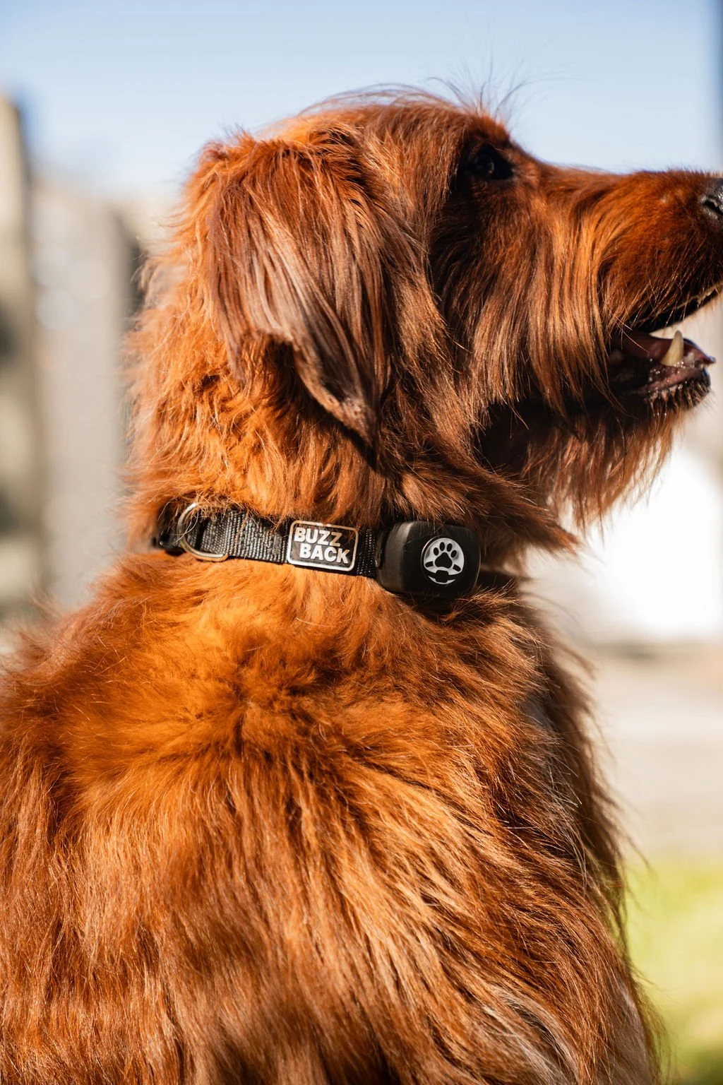 A close-up of a brown dog with a reddish coat wearing a black collar that says 'Buzz Back' and has a paw print device attached.