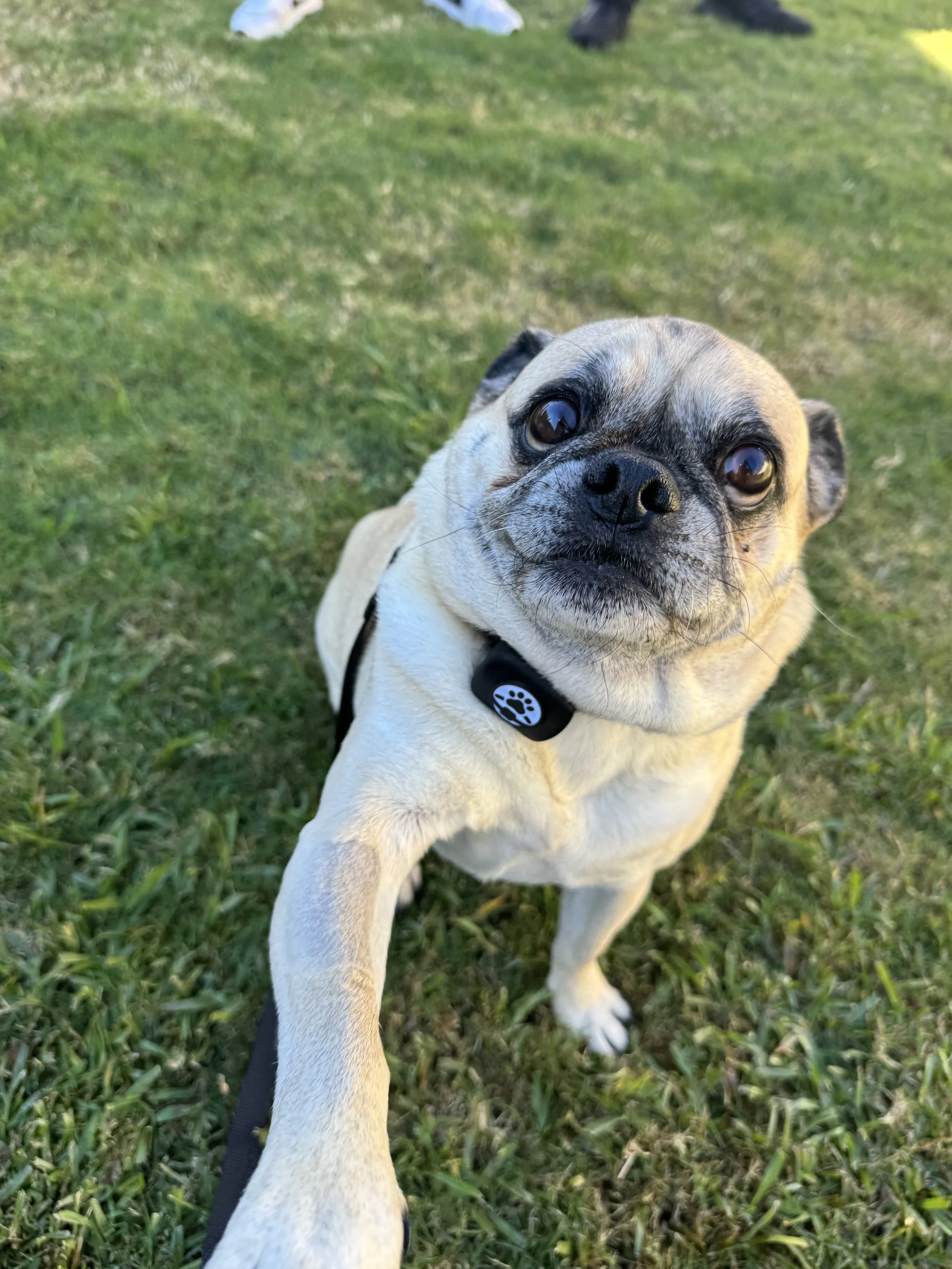 Close-up of a small pug dog with a fawn coat, black mask, and big brown eyes, standing on grass, looking directly at the camera, wearing a harness with a paw print charm.