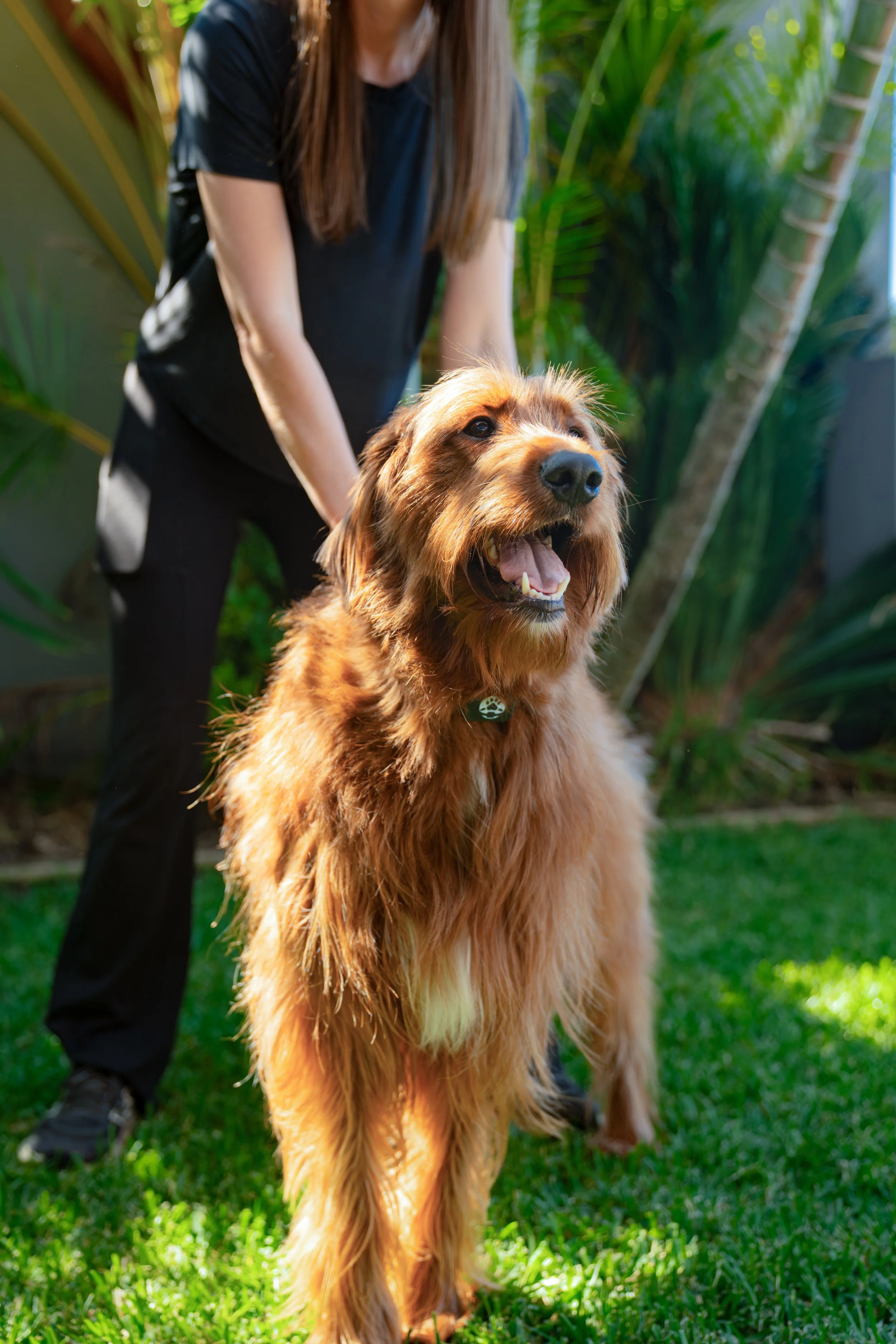A woman with long brown hair, wearing a black shirt and black pants, standing outdoors on a lush green lawn with tropical plants in the background, holding a large, fluffy, brown dog with a happy expression.