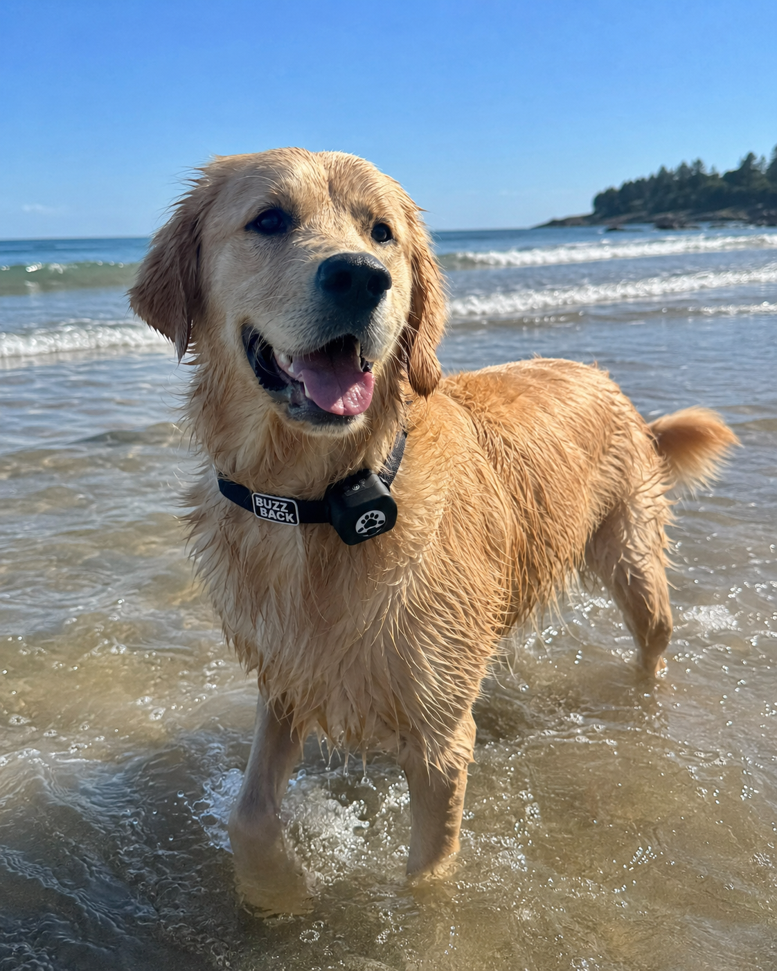 A golden retriever dog standing in shallow water at the beach, smiling with its tongue out, wearing a collar with a tag that says "Buzz Back," with the ocean and a distant shoreline visible in the background.
