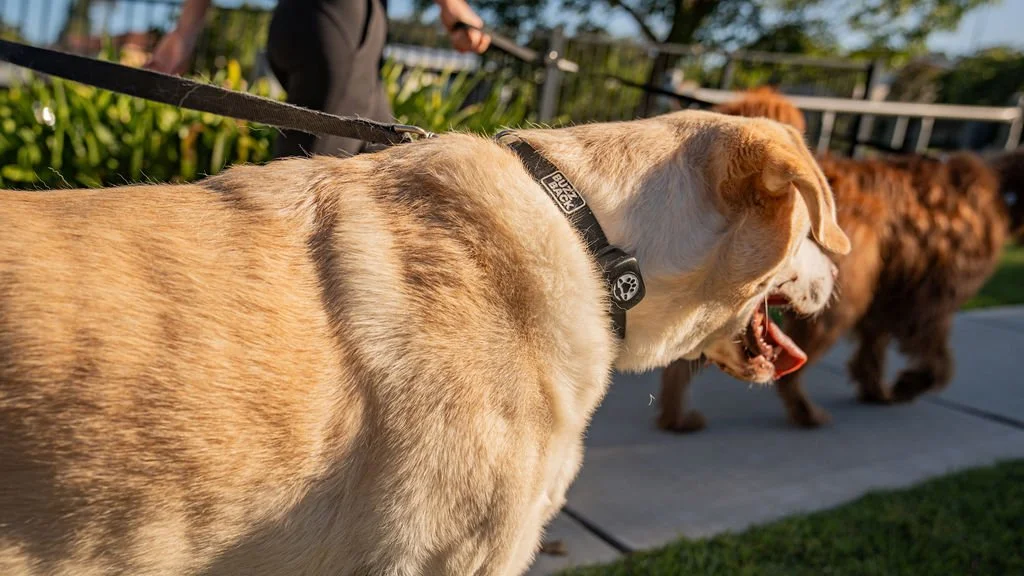 A yellow Labrador dog yawning on a leash, outdoors on a sidewalk with other dogs in the background, during daytime.
