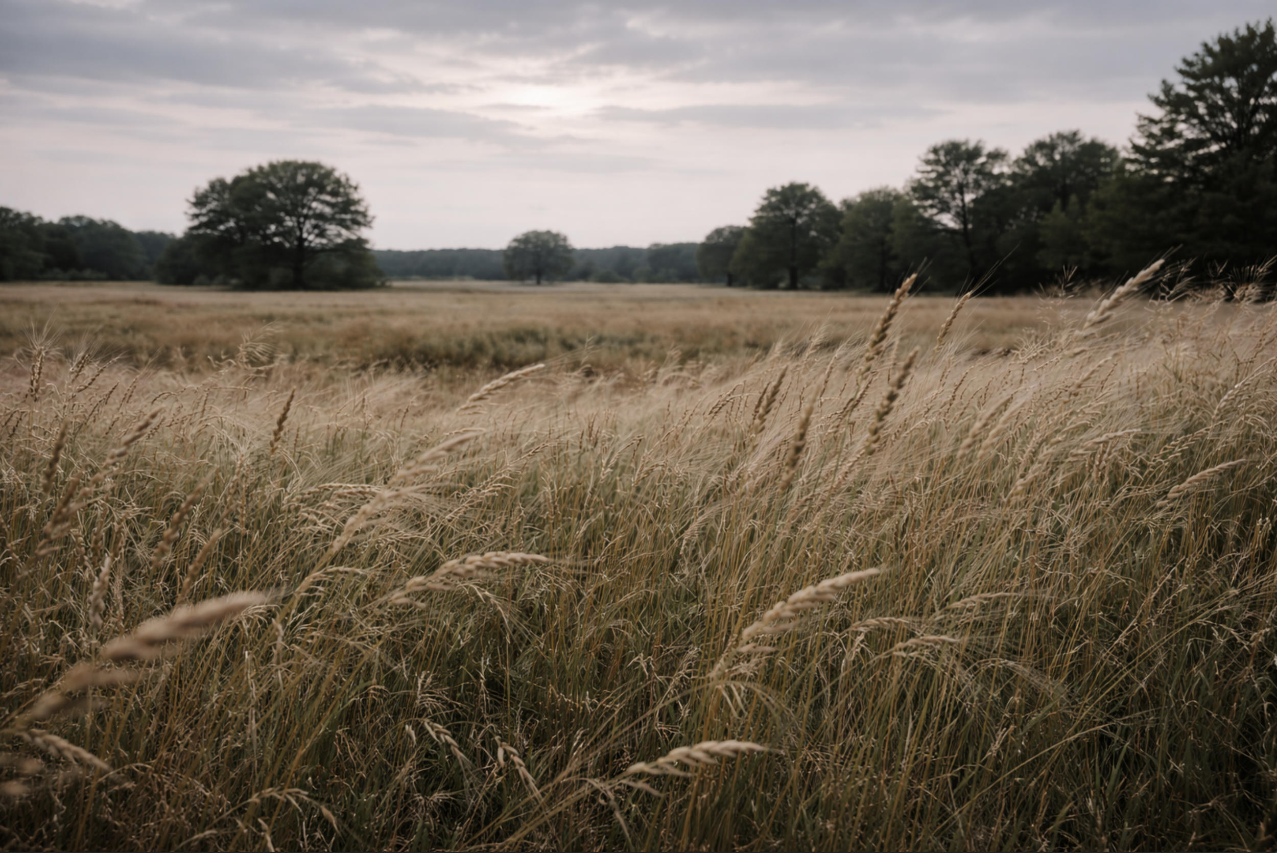 Tall grass moving under a muted sky, symbolizing grief and seasonal healing through virtual therapy in Ontario