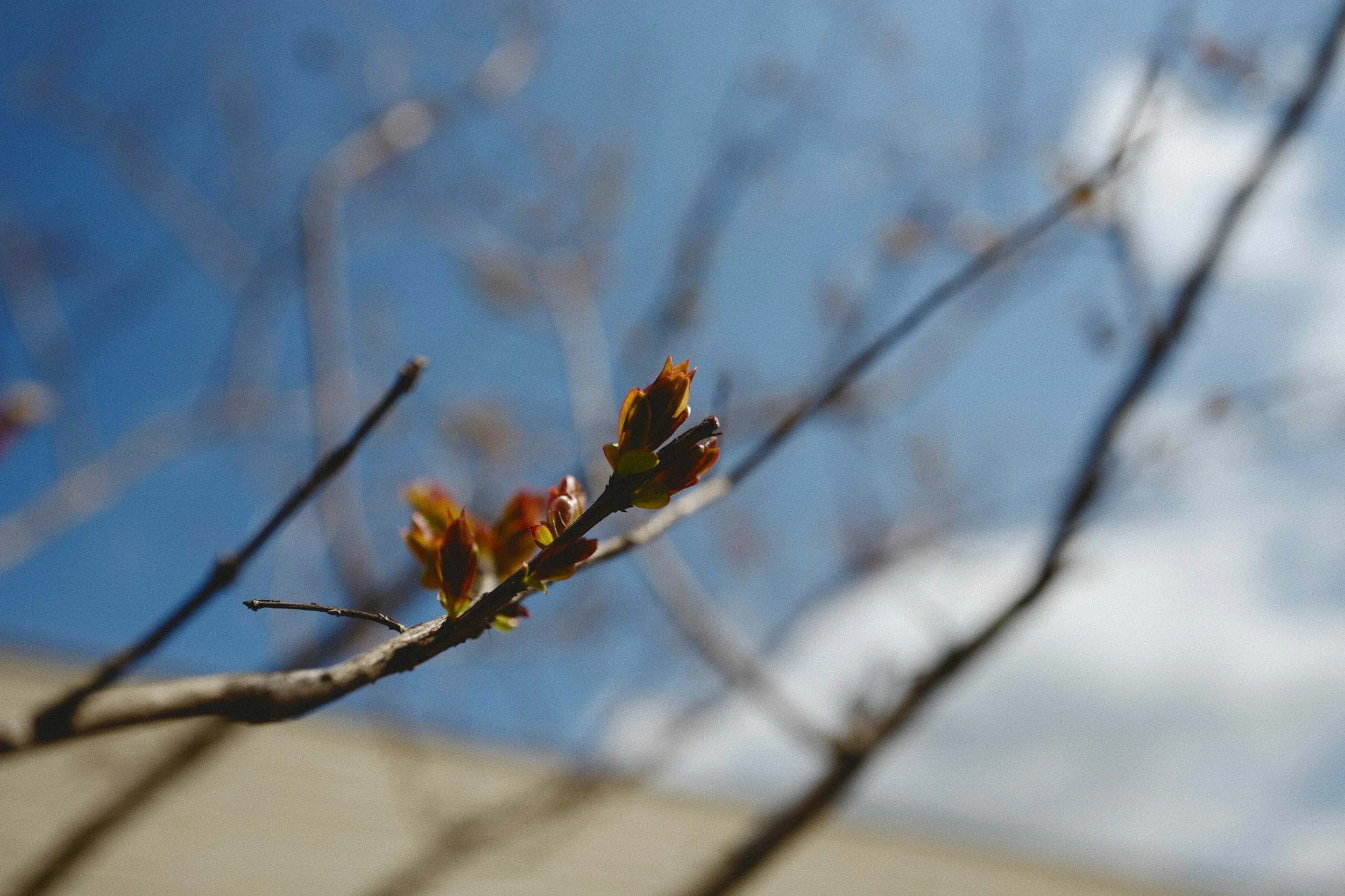 spring a time for transitions