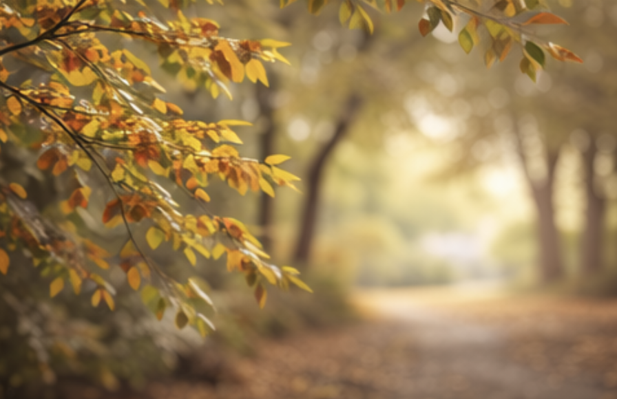 Early fall leaves beginning to change colour along a quiet path, symbolizing seasonal transition in September.