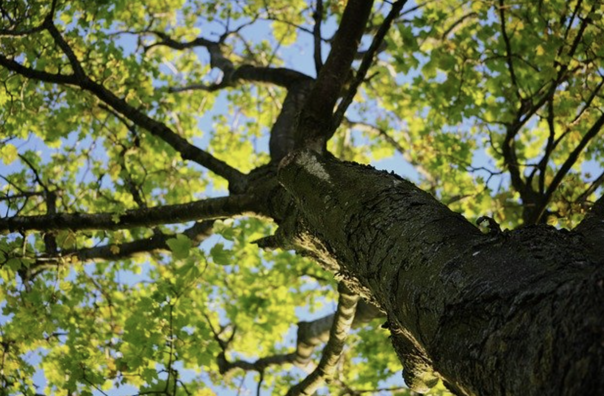 Looking up through the branches of a large tree with sunlight filtering through the leaves.