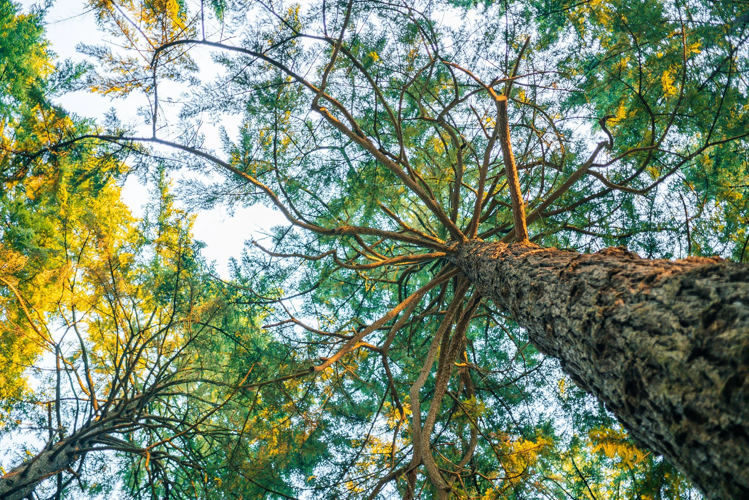 Eating From The Tree… pt. 01