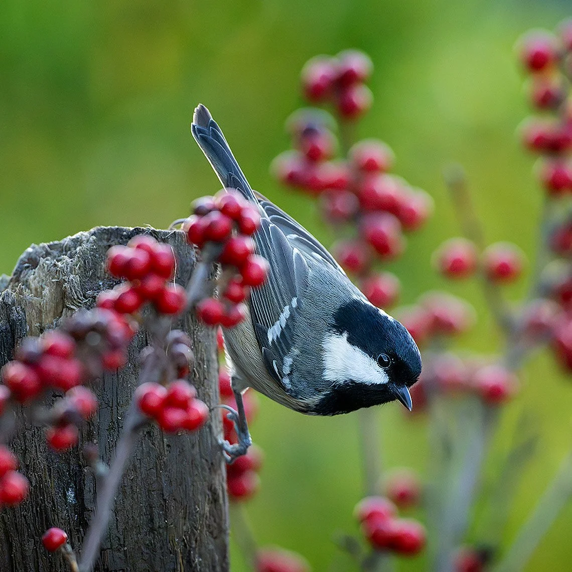 Great tit.