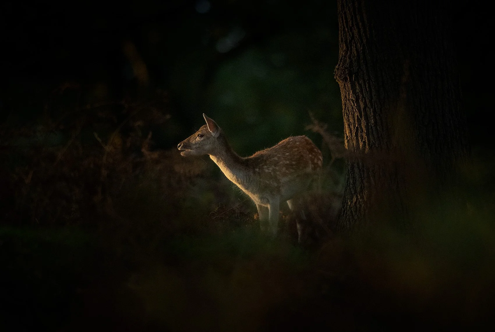 Fallow deer at sunset.