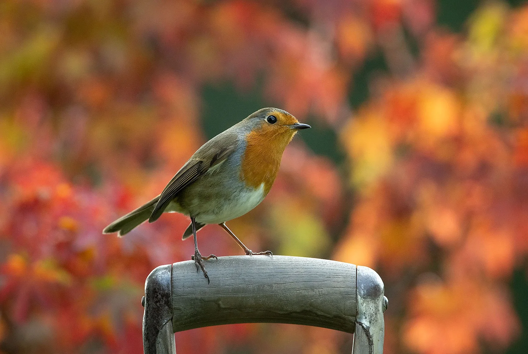Robin-25-082-011.jpg