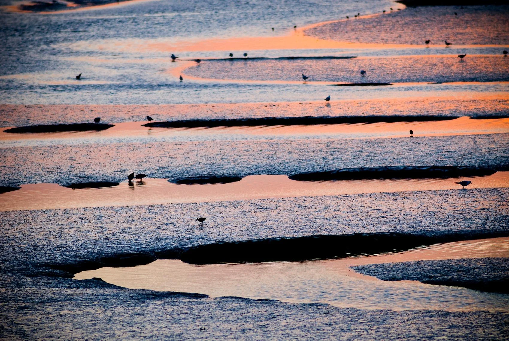 Dunlin feeding at low tide, Burnham.