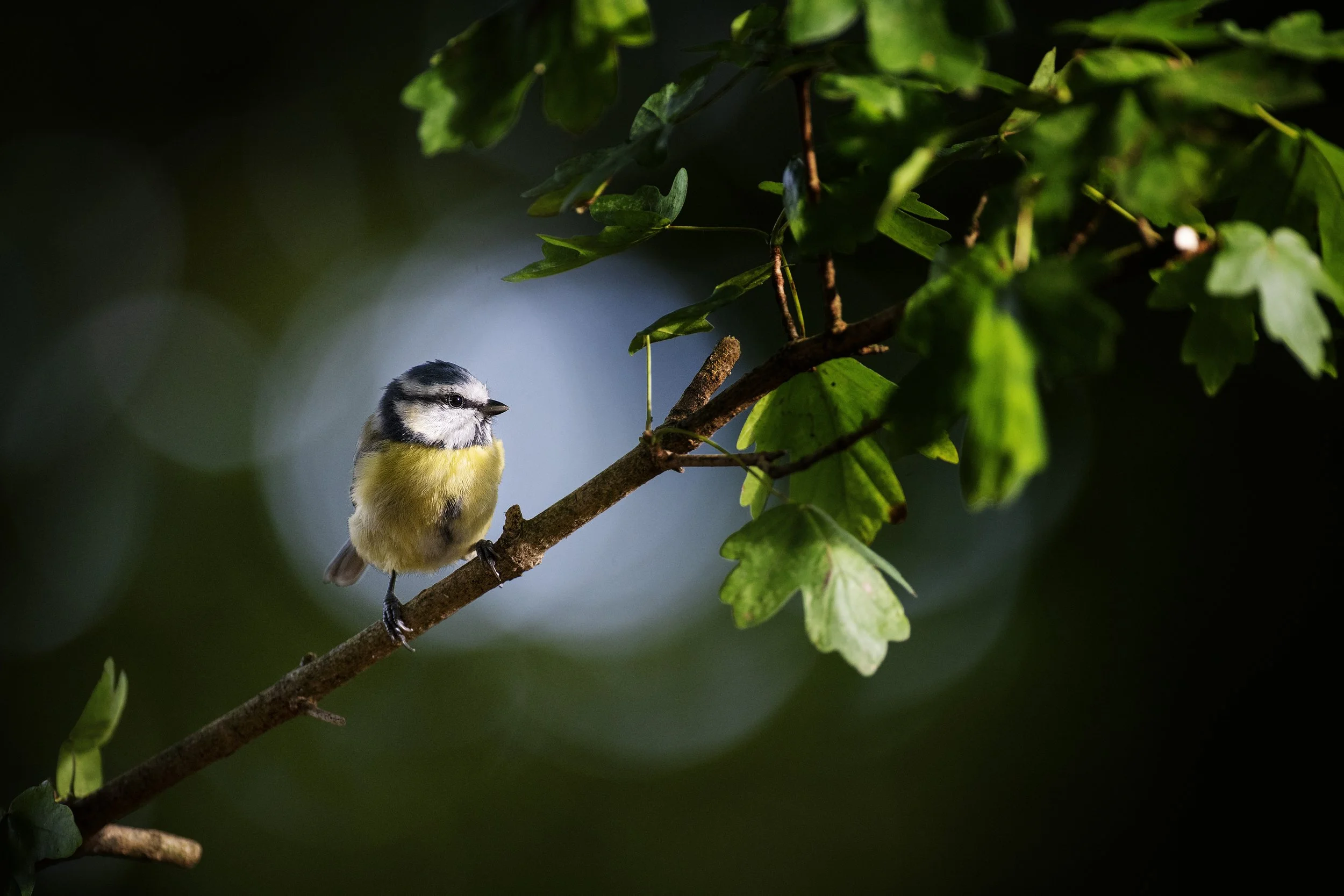 Blue-Tit-23-062-123.jpg