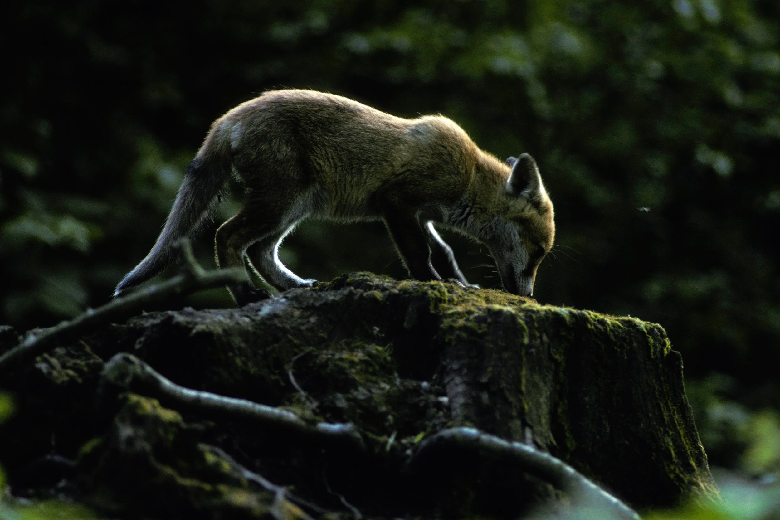 Red-Fox-99-067T01-09.png