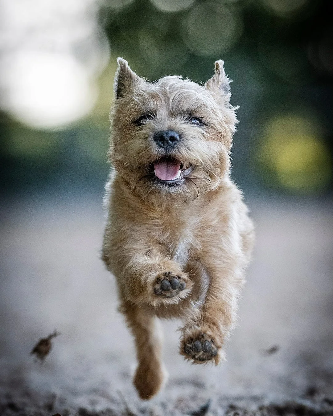 A couple of images from the recent shoot featuring Isla the Border Terrier - at full tilt and slightly calmer.
Lovely review from owner Mark over on my website (link in bio).
#borderterrierlove #borderterriers #borderterrierlove❤️ #borderterrierofins