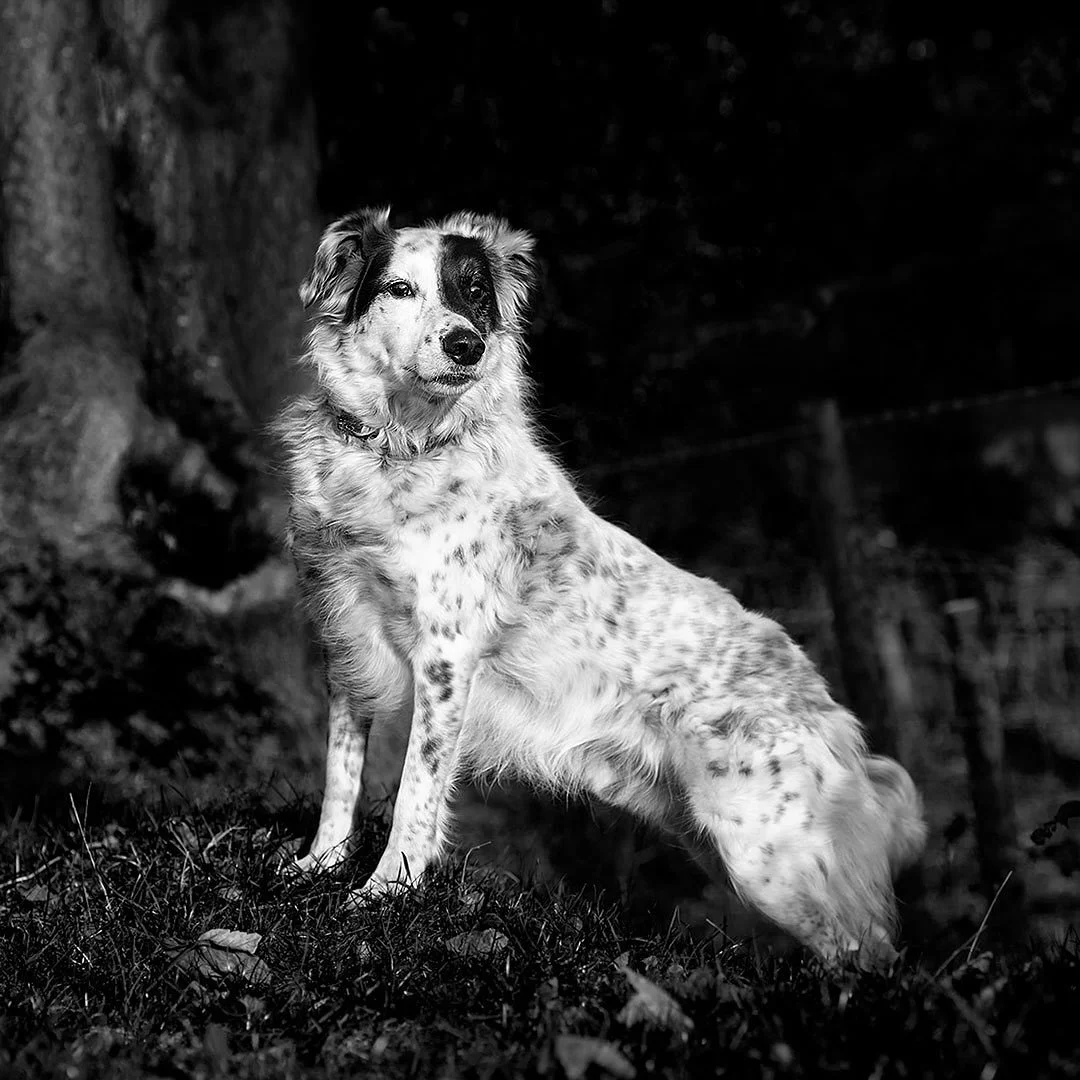 A couple of different images of Glen - from a family of four collies (yes, it was a hectic afternoon)! #dogphotography #dogphotographer #dog_photography #dog_photo #dogoftheday #petportrait #petphotography #collie #animalphotography #dogart #collielo