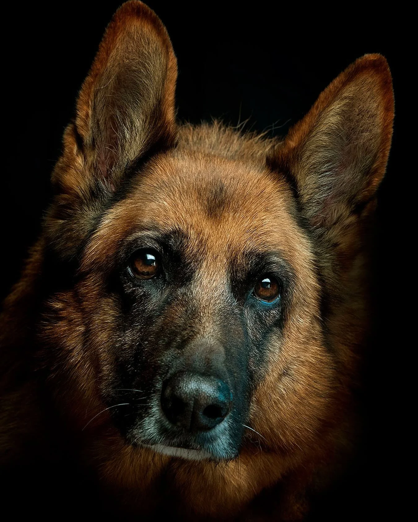 Storm, photographed on site at their home using portable studio lighting rig.
I normally work outside with available light but sometimes the location, pet&rsquo;s condition or owner&rsquo;s preference mean this type of approach is more suitable.
Staf
