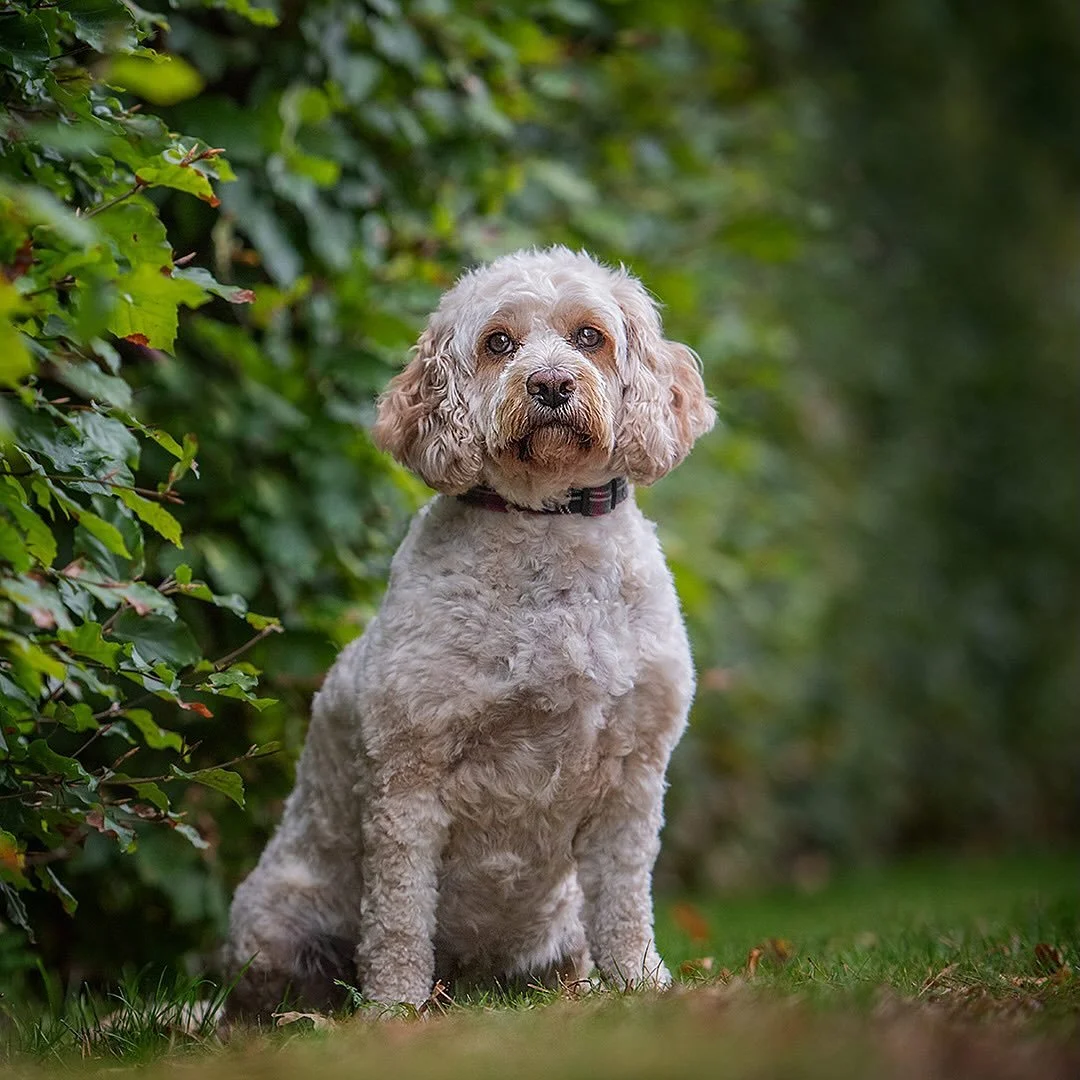 Another image from Willow&rsquo;s shoot.
#dogs #dogsofinstagram #dogphotography
