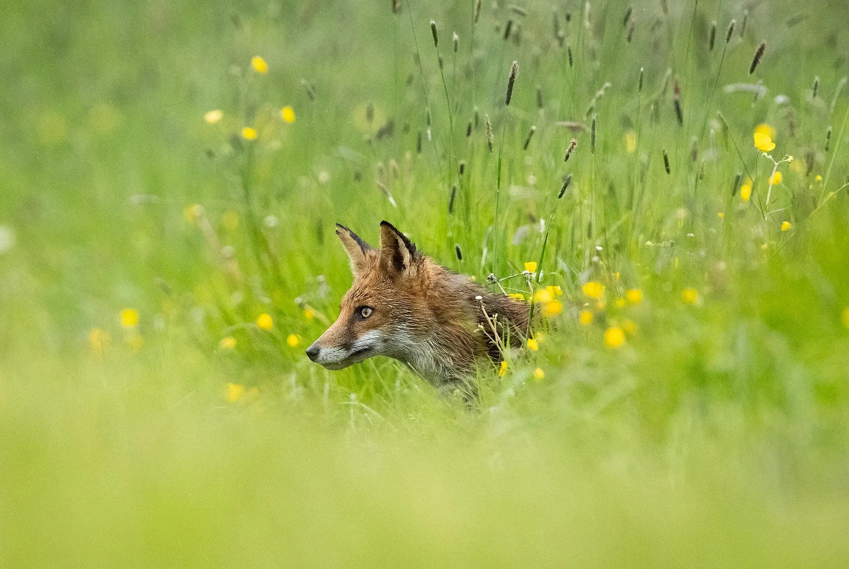 Red-Fox-26-042-063.jpg