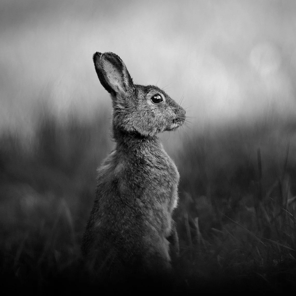 Rabbit-25-014-168.jpg