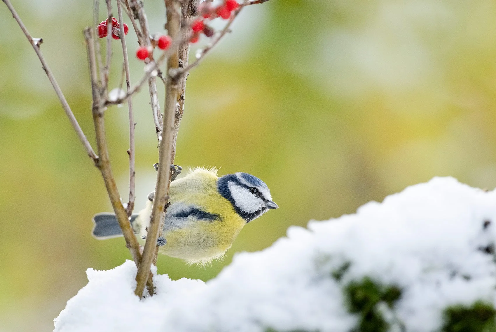 Blue-Tit-26-019-720.jpg
