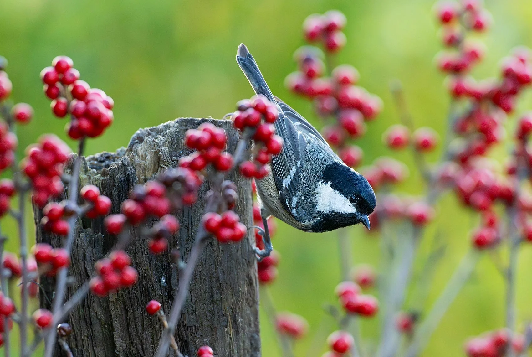 Coal-Tit-26-025-098_1.jpg