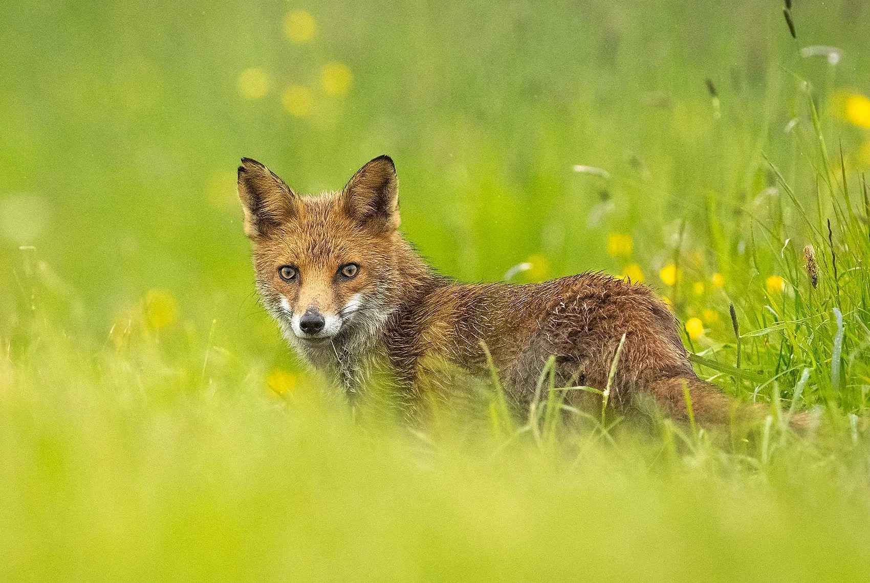 Red-Fox-26-042-112.jpg