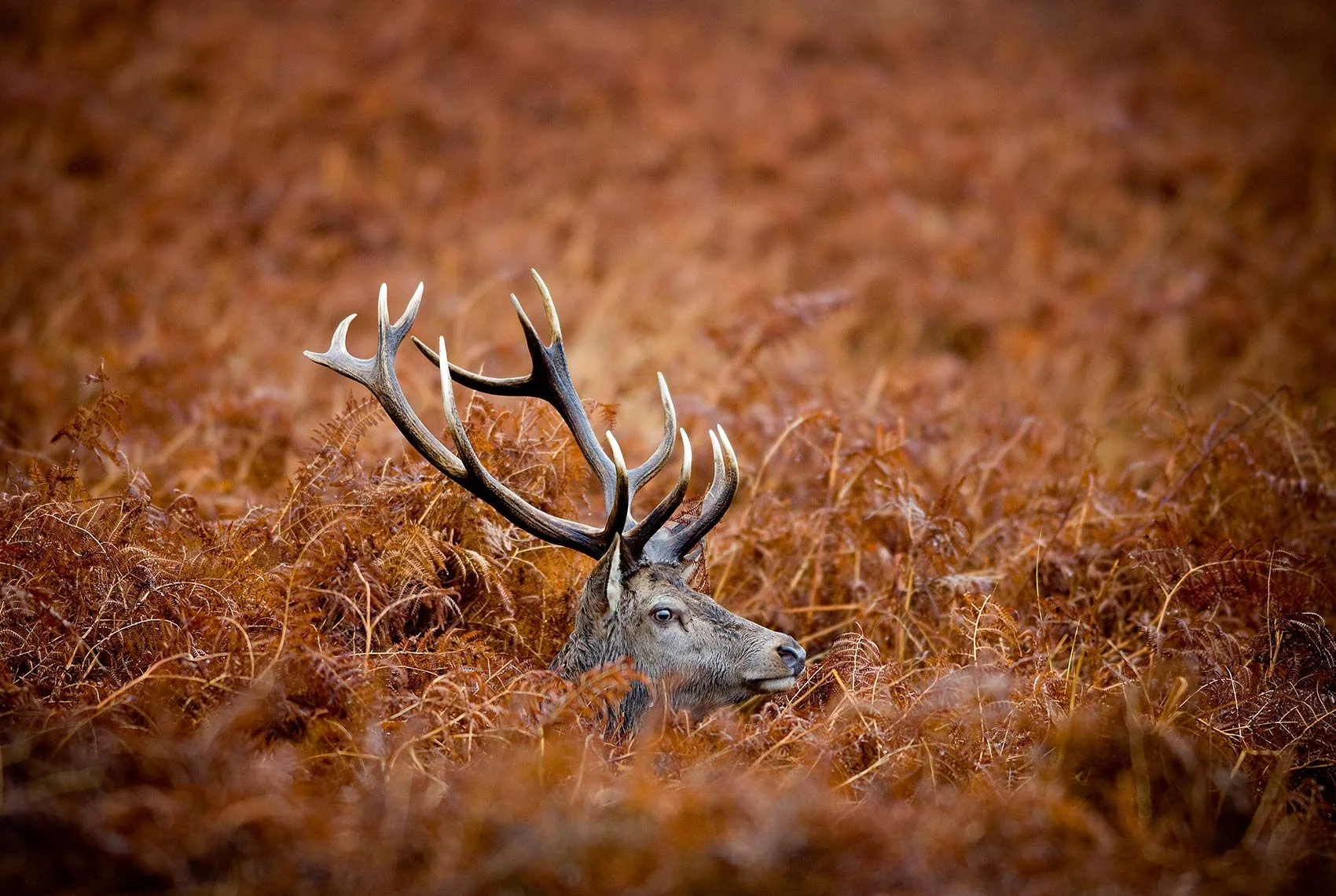 Red deer stag in ferns.