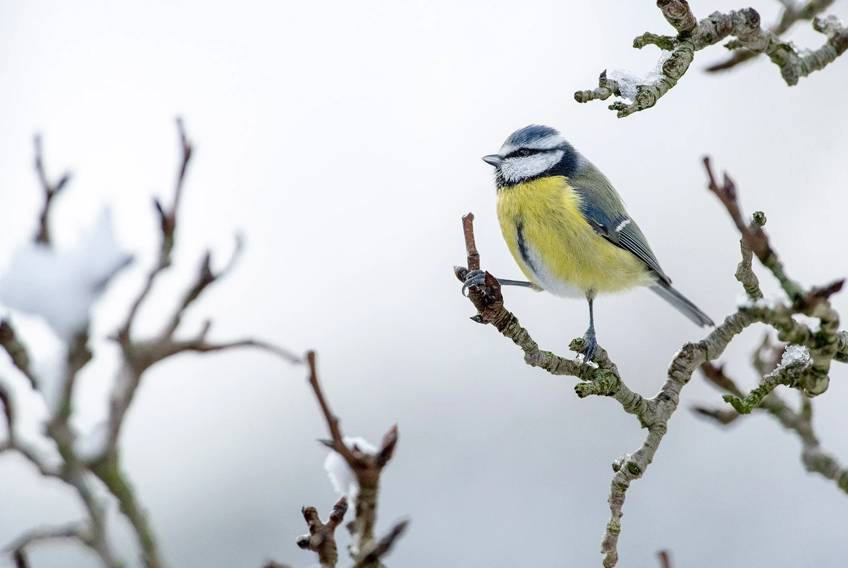 Blue-Tit-26-019-396.jpg