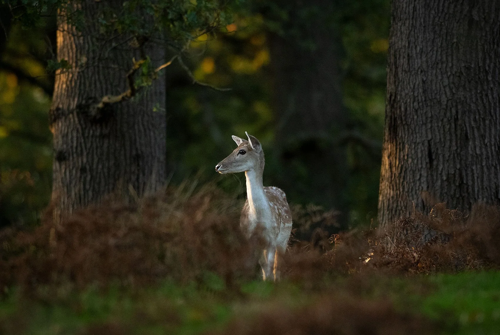 Deer-25-076-0198.jpg