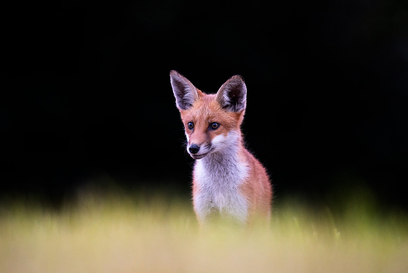 Fox cub emerging from woodland.
