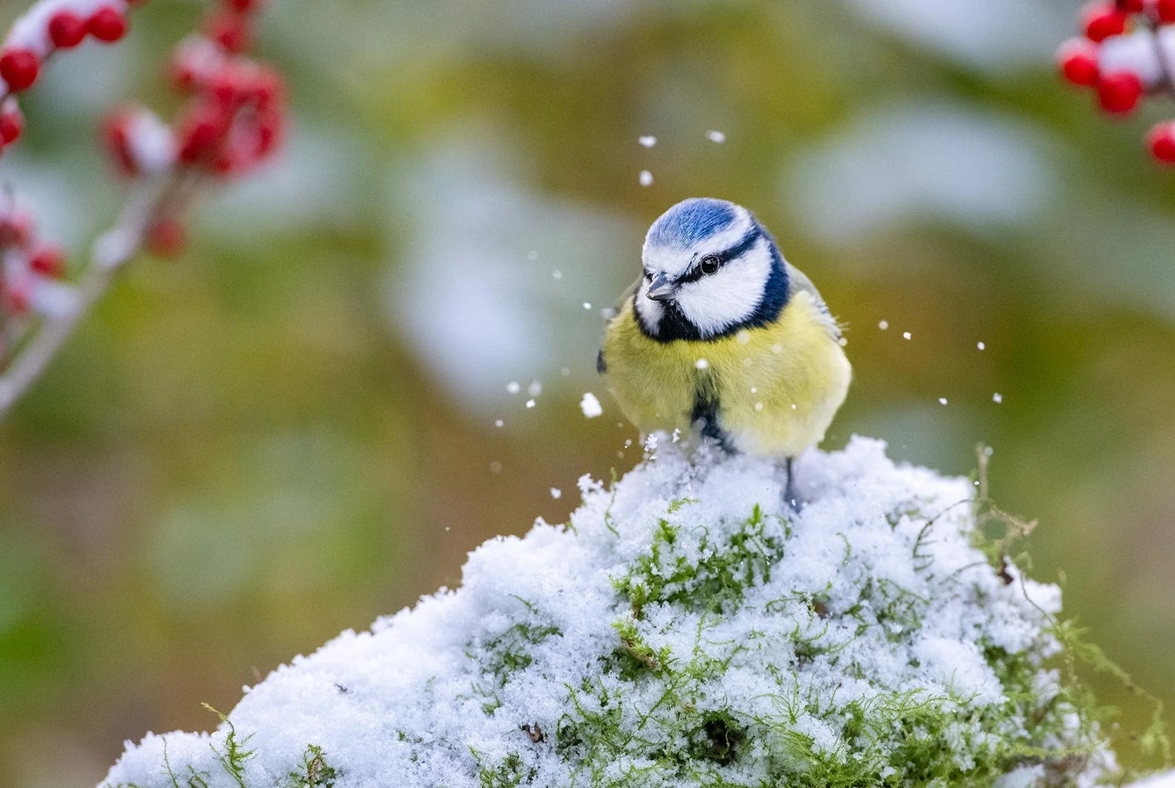 Blue-Tit-26-009-006a.jpg