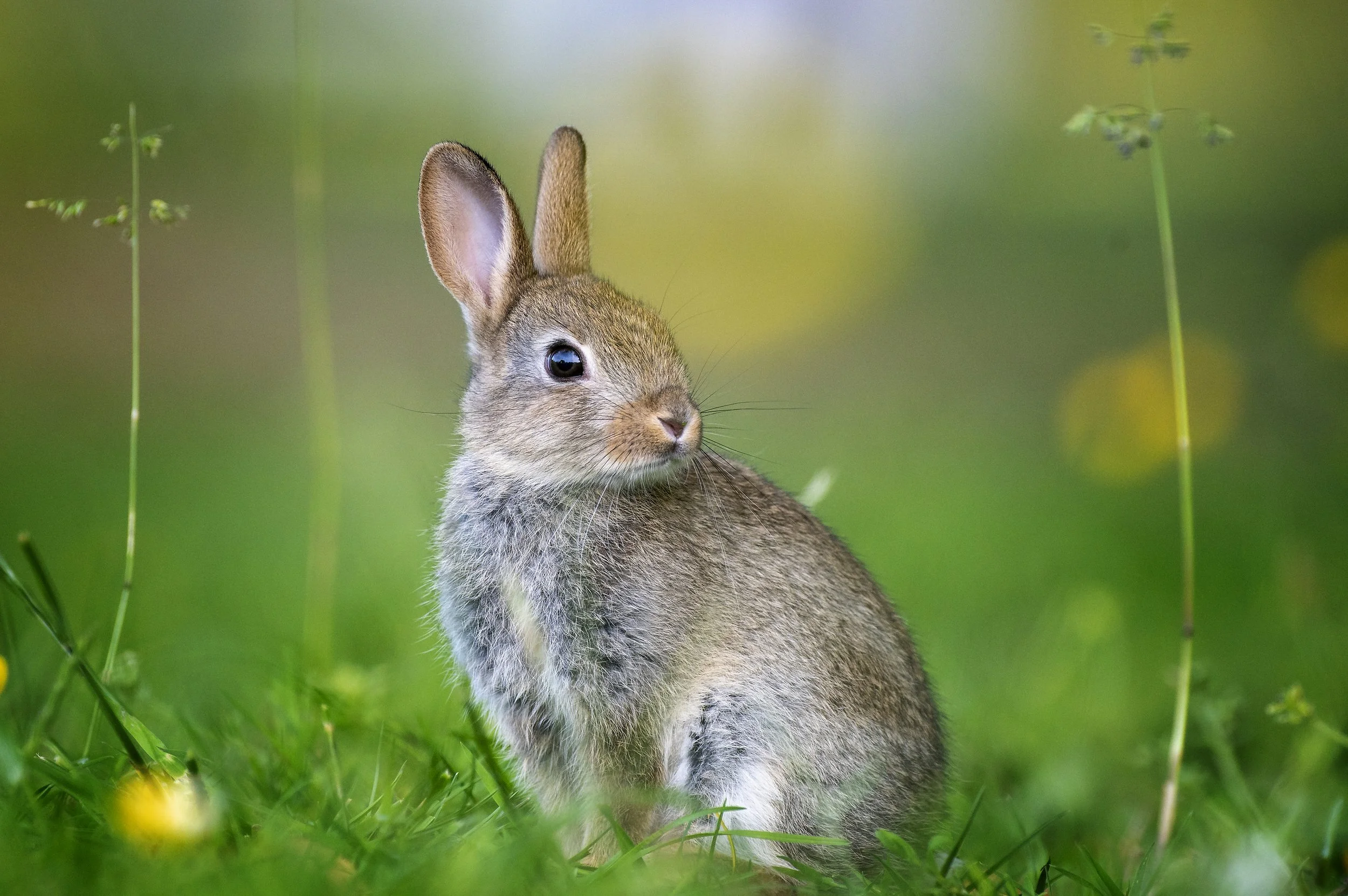 Young rabbit.