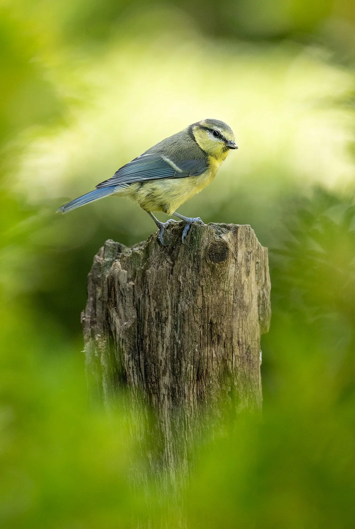 Blue-Tit-26-069-016.jpg